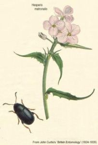 Hesperis matronalis - вечерница, ночная фиалка